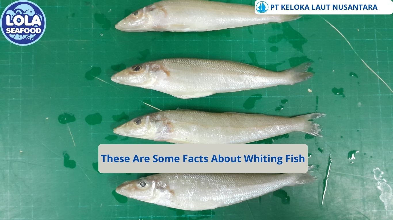 These Are Some Facts About Whiting Fish